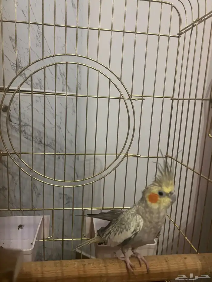 كروان انثى 3