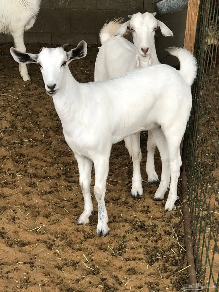 جفار بيشيه 4