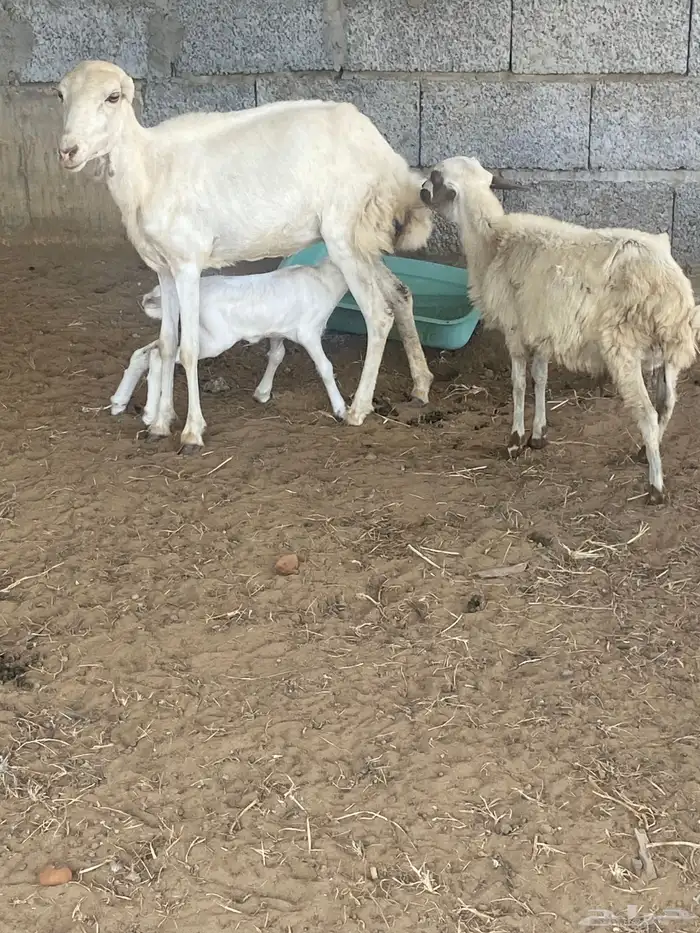 نعجه منتوج ثني معها رخل وفرير ماهو ولدها 0