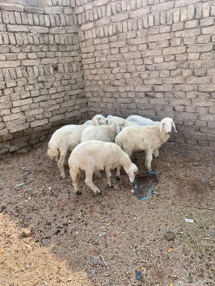 بهم حري ونعجه وعنز والد 6