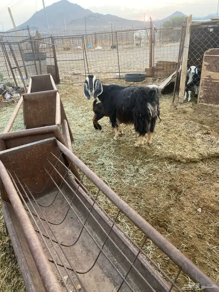 للبيع عنز ولد بدون سنون 3