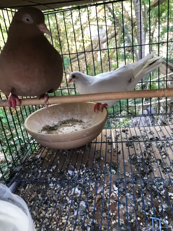 قلاب كوره الوان حلوه 16