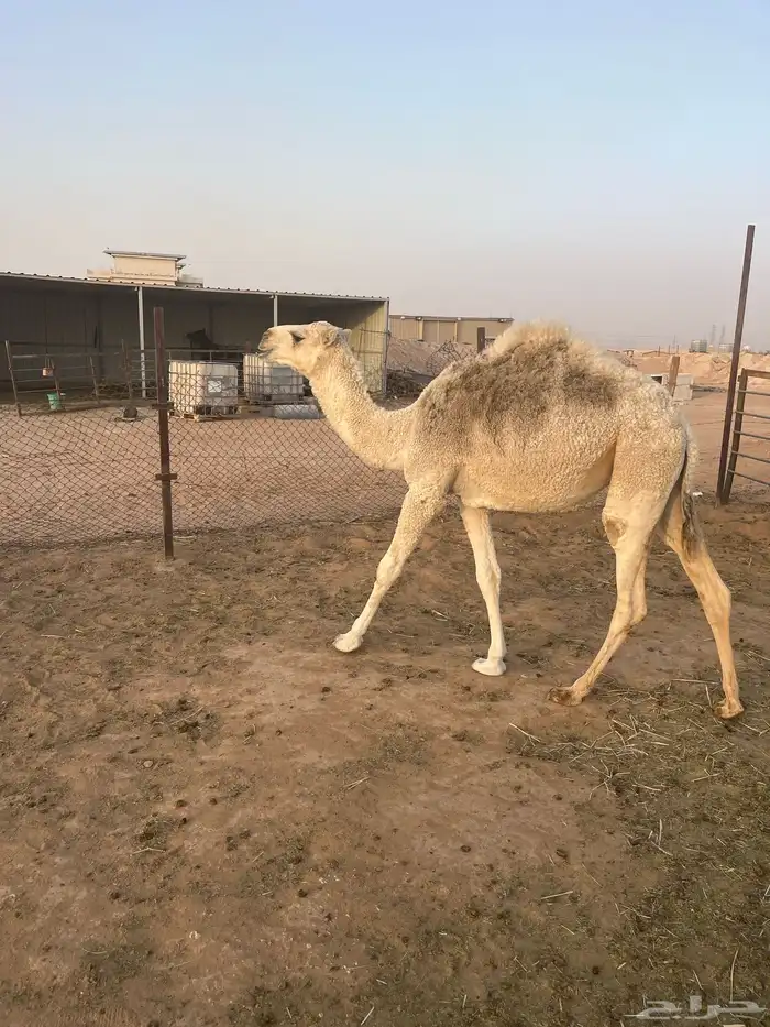 بكره للبيع 1