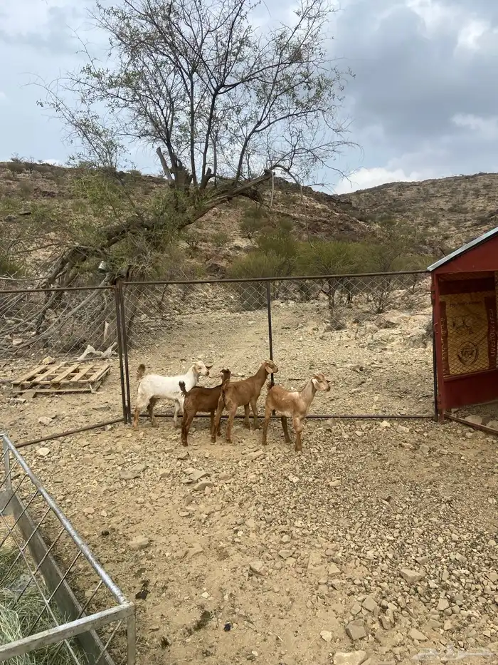 3 تيوس وعناق فل شحم. 0