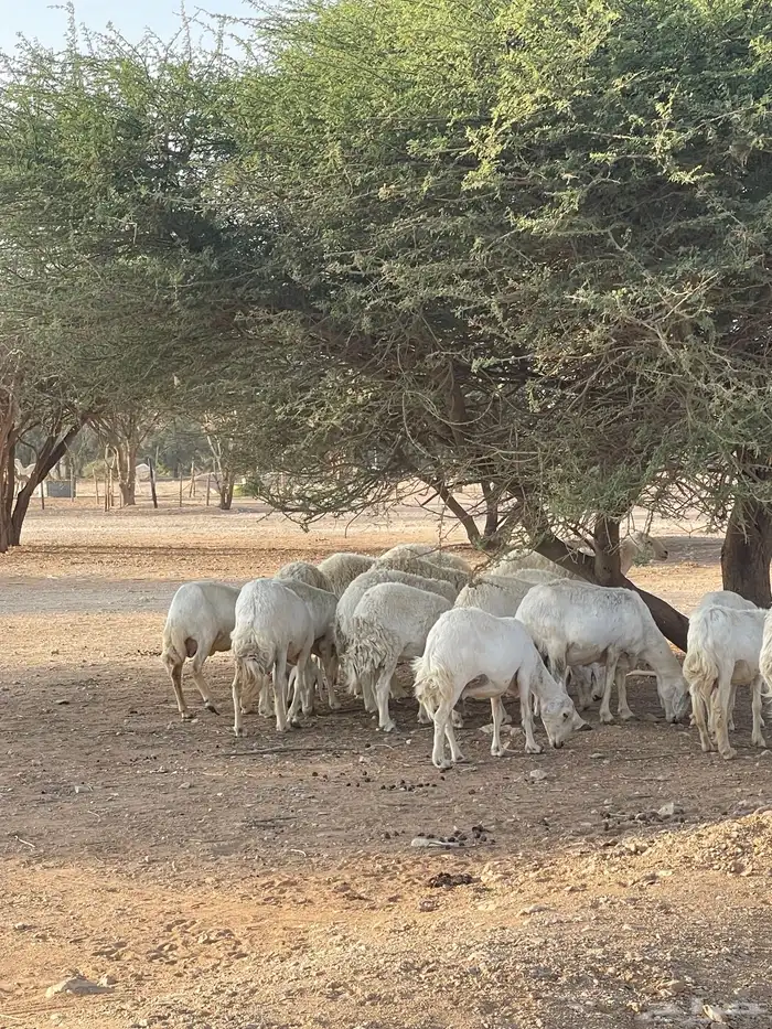 غنم حريات 20 راس دفيع شرط سونار 0