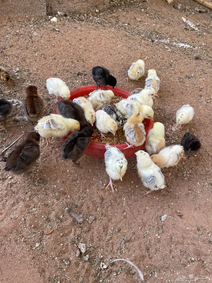 صيصان عمر 14 ايام صحه ممتازه 0