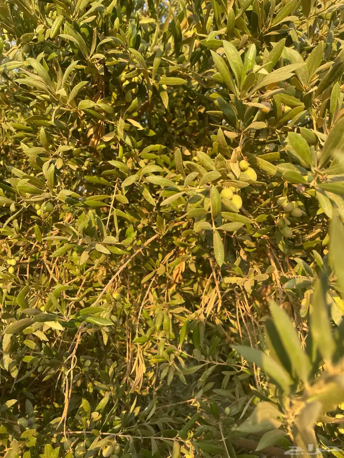 اشجار زيتون مثمرة وشتلات صغيرة 5