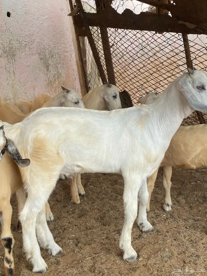 جفرر صنف اصنف العمر شهرين ابوه موضح في اصوره الموقع نااوان 1