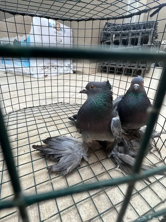 حمام صنعاني 5 ازواج 13