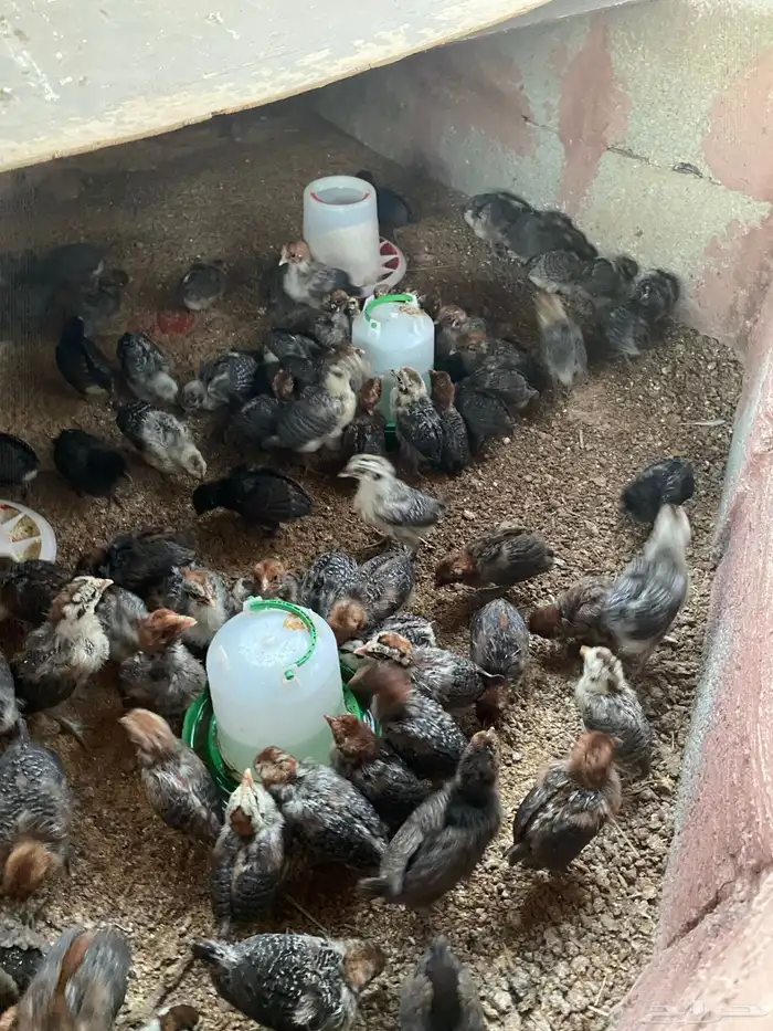 صيصان للبيع العمر 19 يوم 0