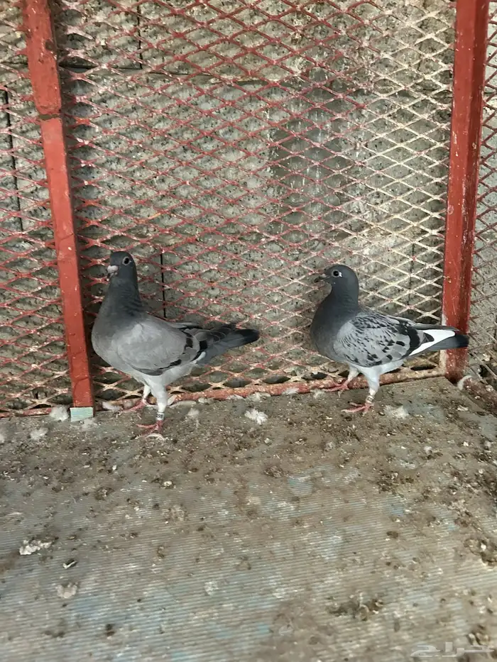 طبات زاجل سباق 5