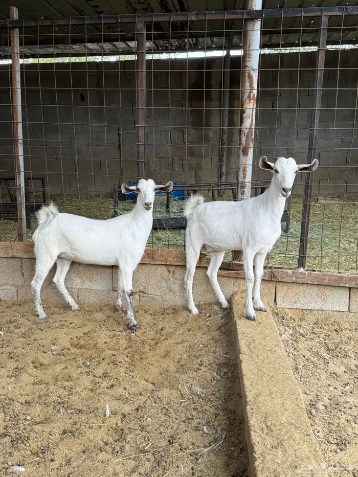 جفار على الشرط 13