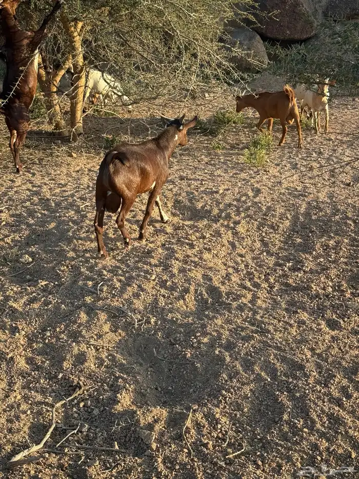 تيوس بلدي ساس وتربية فل شحم 7