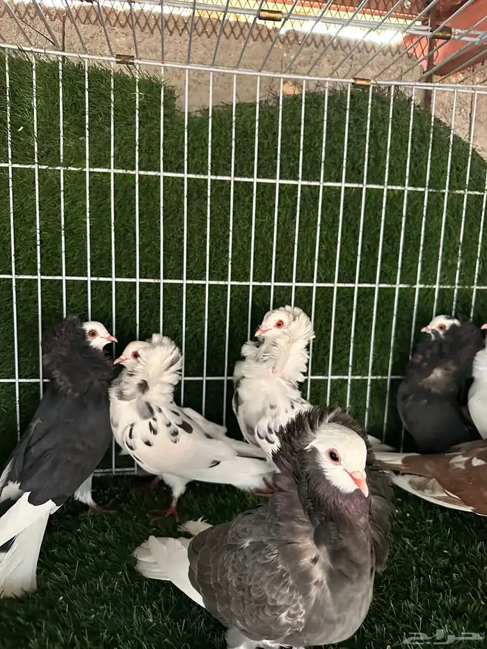 حمام بلجيكي 0