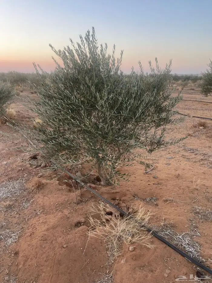 اشجار زيتون مثمرة وشتلات صغيرة 2