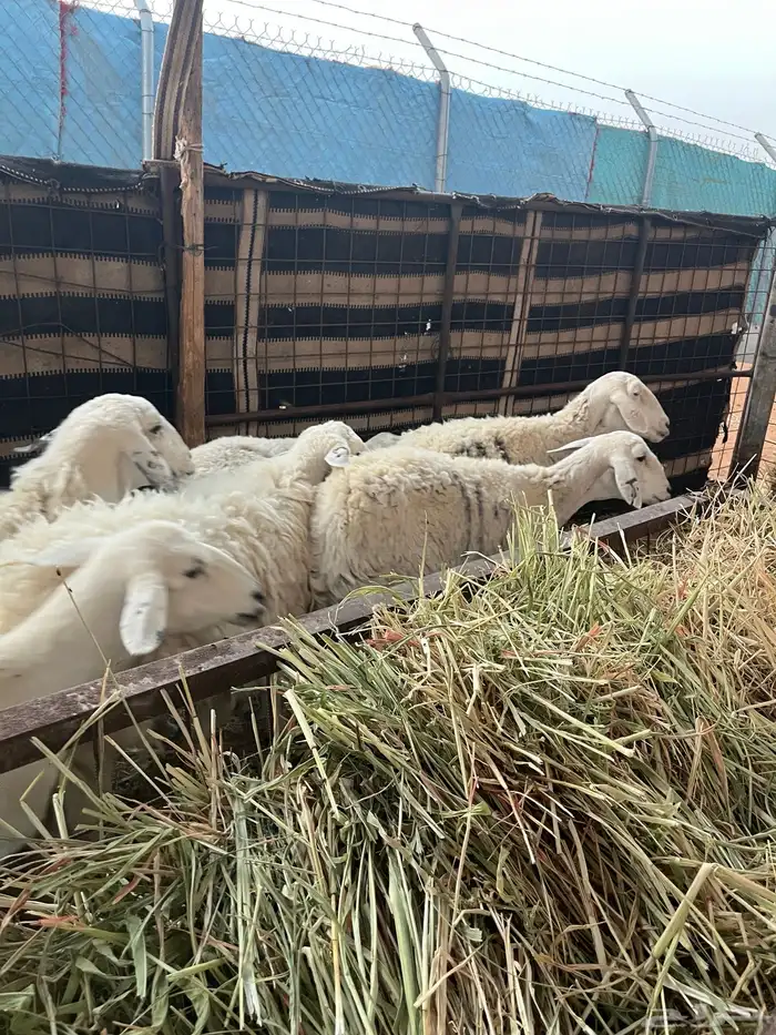 للبيع شياه 2