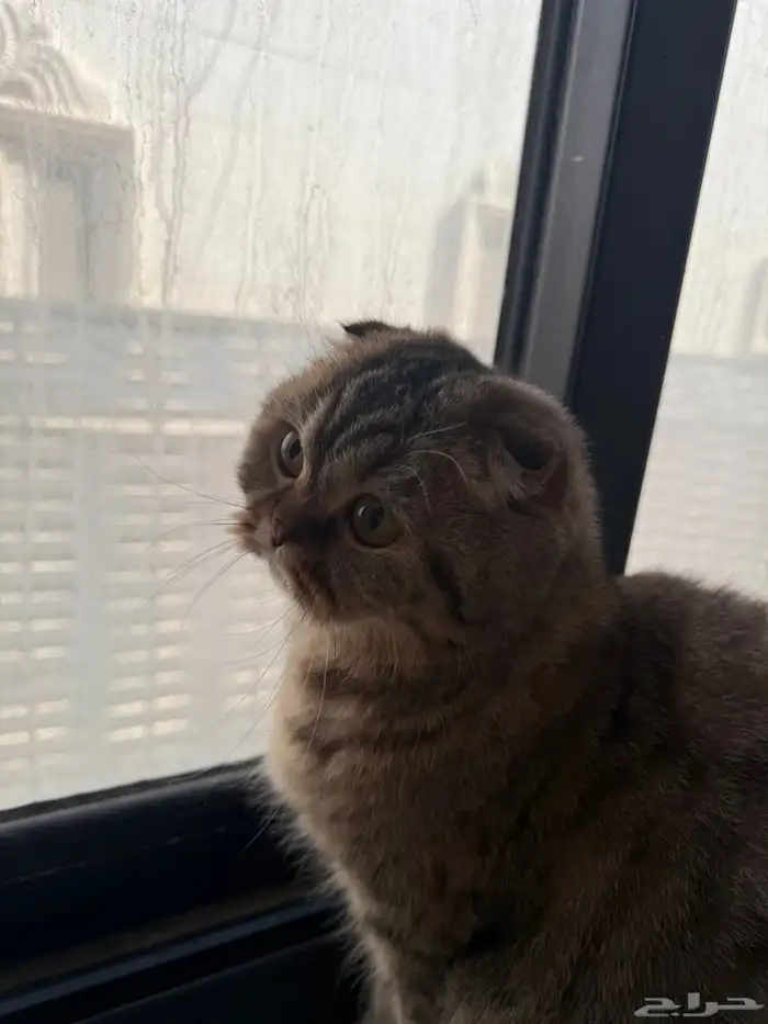 قطه سكوتش شورت هير للبيع 0