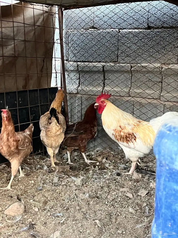 للبيع دجاج ديك تركي طيبه 4