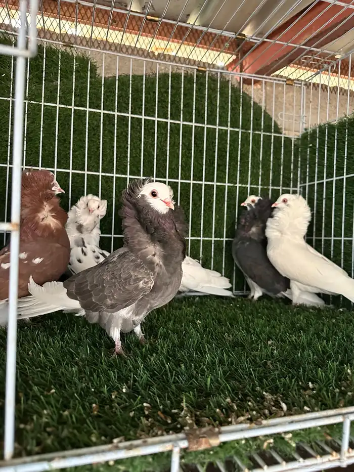 حمام بلجيكي 3