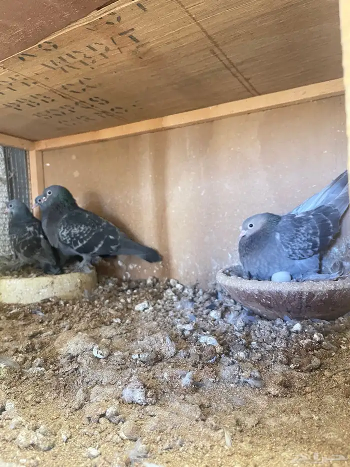 للبيع زوج حمام صنعاني بإنتاجه 4