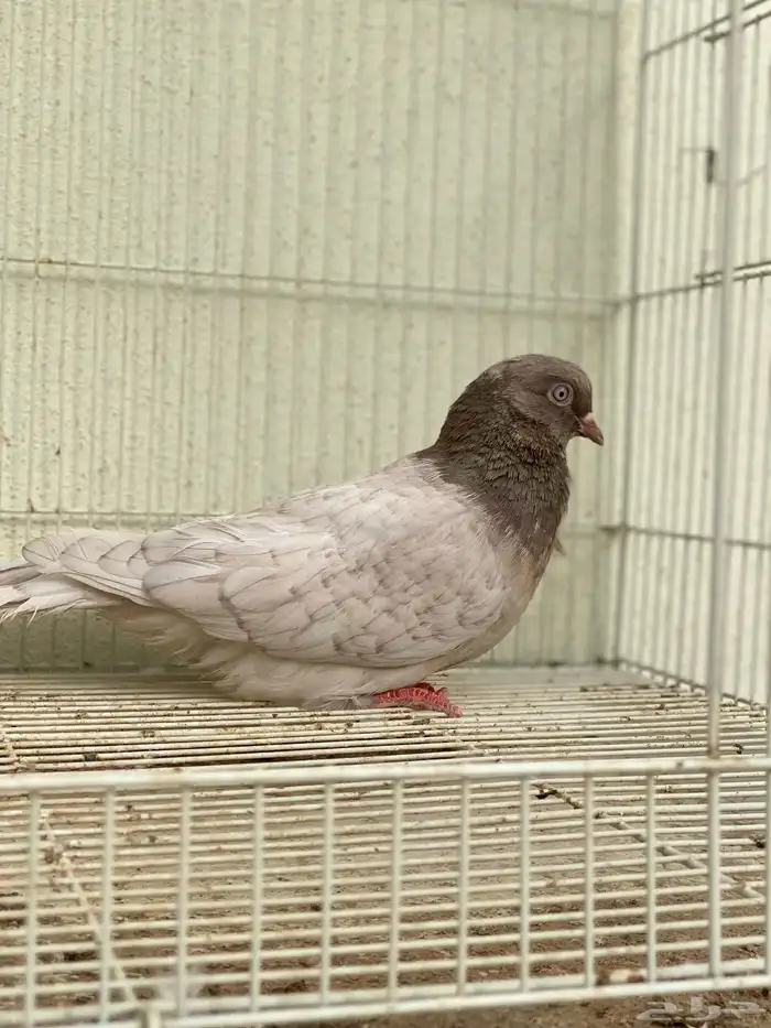 حمام قلاب كوره ألوان نوادر 7