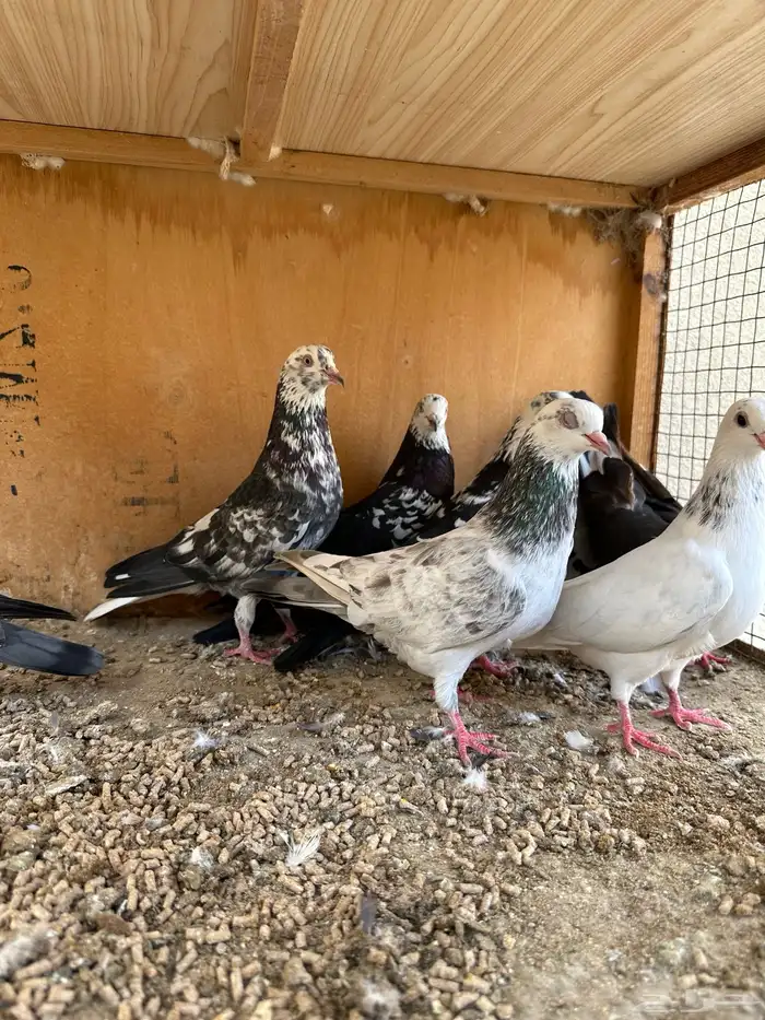 حمام هندي وقطائف 18