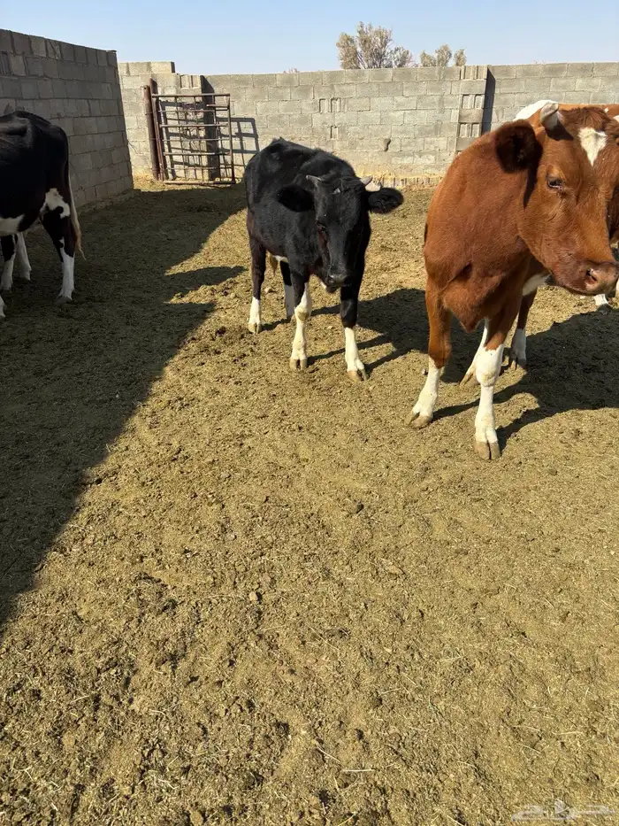 بقر نوع هولندي للبيع مع عجوله 0