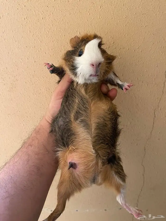 ذكر وبرة وثنتين إناثي منتجين وكبار 2