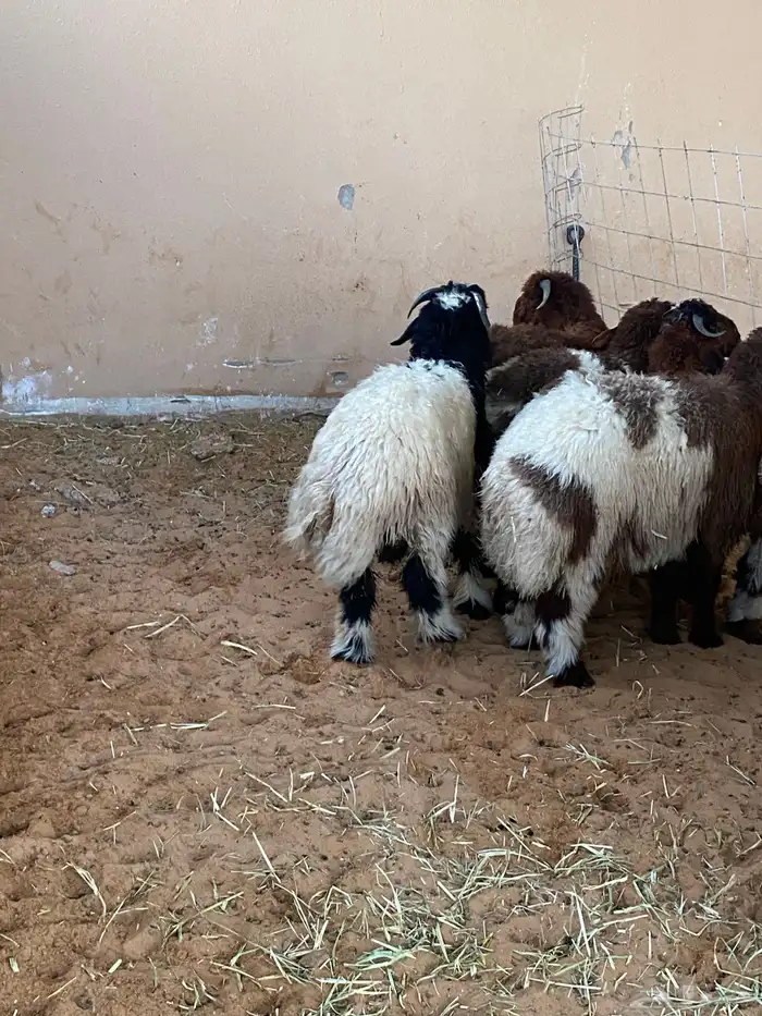 ذبايح للبيع 7