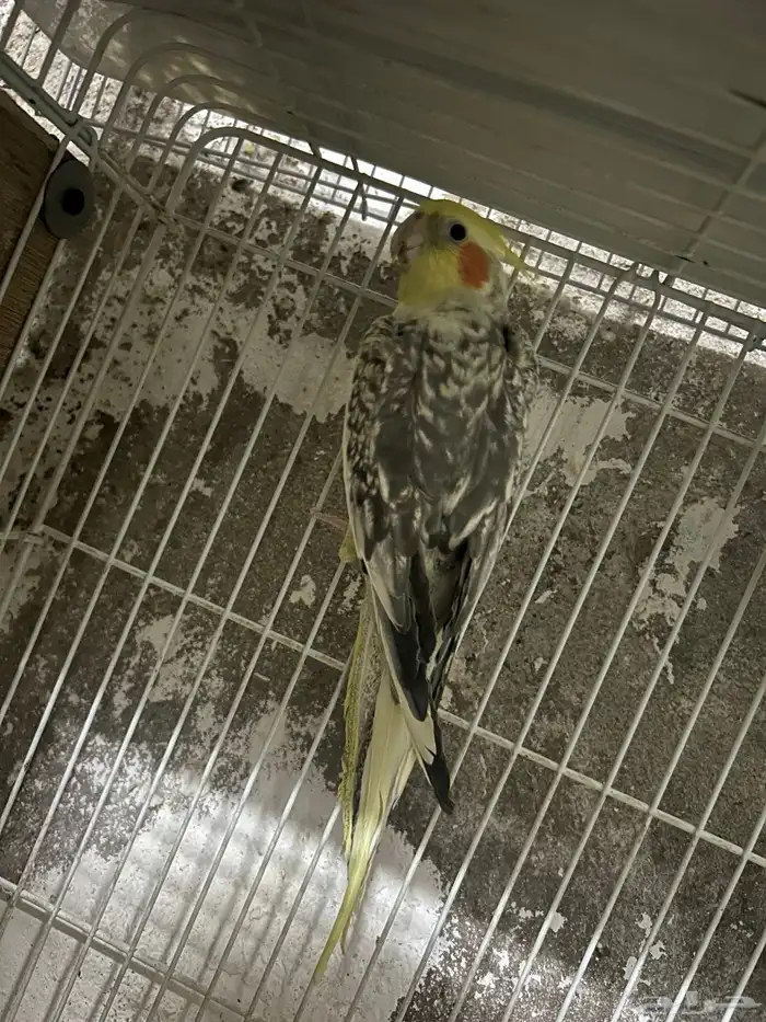 سلام عليكم انثي كروان فراشه 1