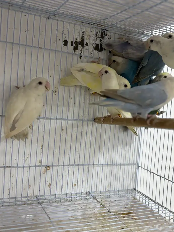 للبيع 10 حبات روز مشيولين من حضيره 3