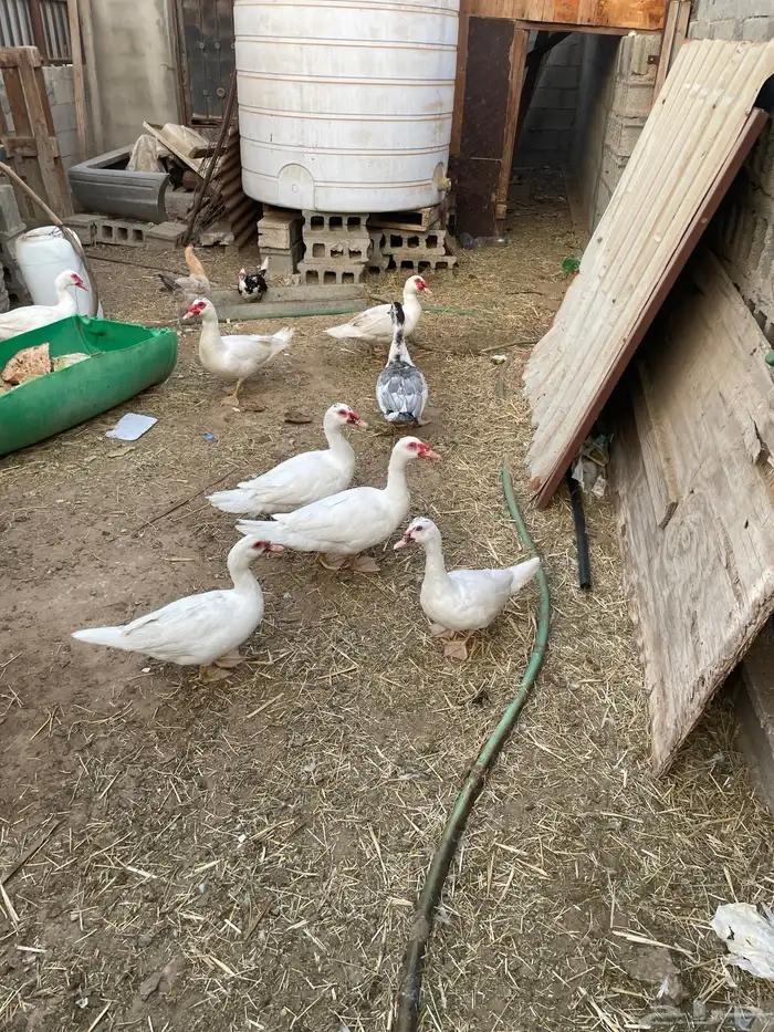 ذكور بط مصري 5