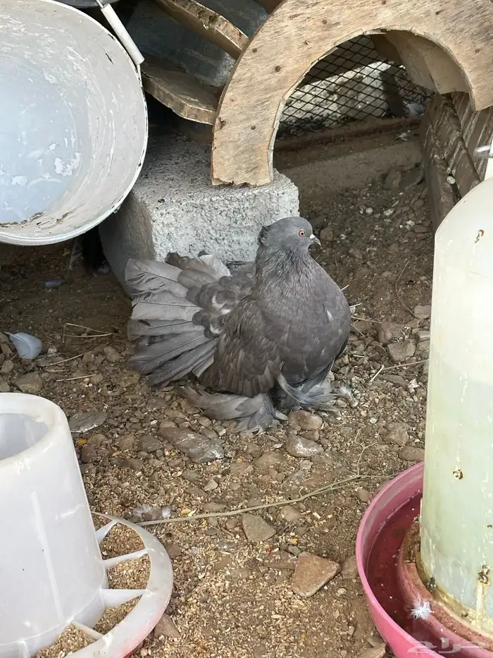 حمام امريكي ازواج رقاص محايل 0