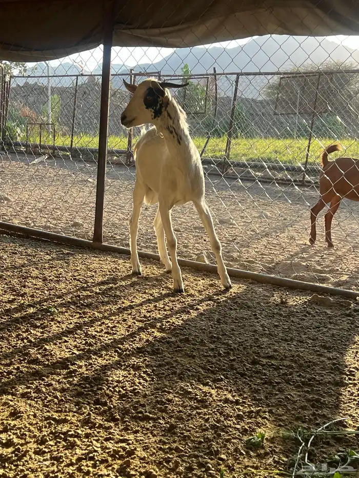 فحل جذع عمره سنه يضرب تأم 7