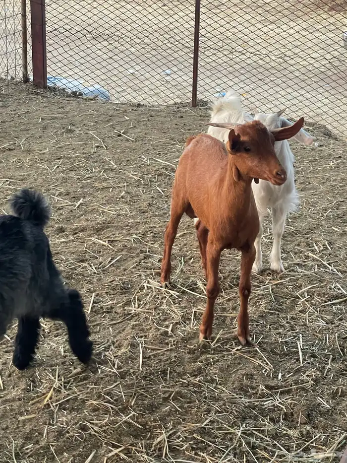 تيوس وجفرات 21