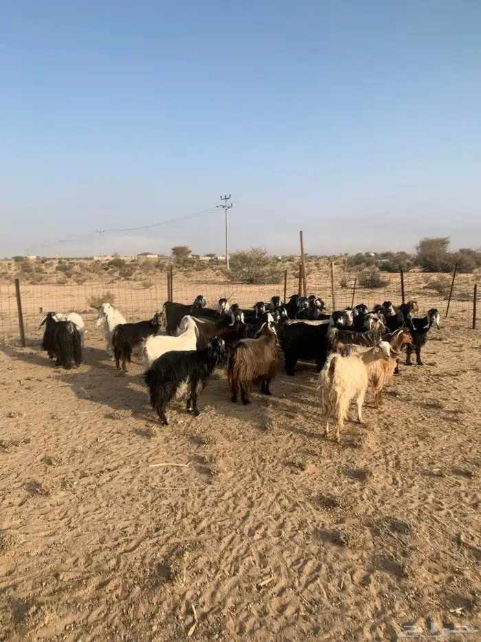 معزا مراح واحد عدد 32 6