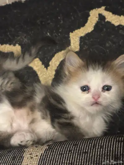 صغار قطط سكوتش index