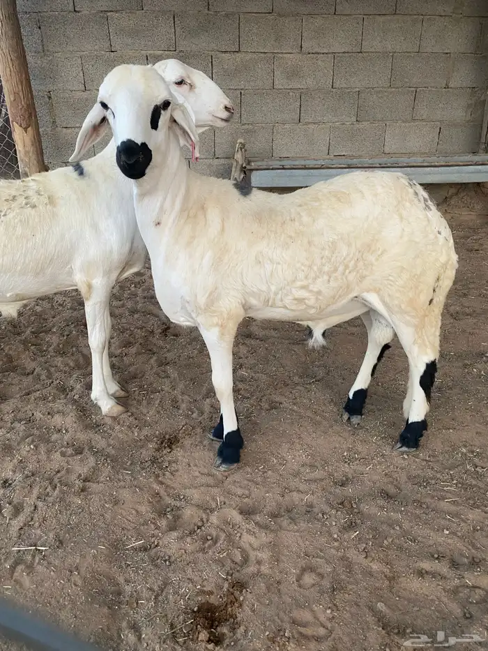 سواكن ثنيان العدد 3 تربيه ازود من 4 شهور 2