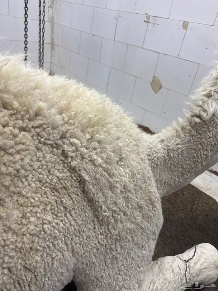 لباني شرط وتحدي مضمون ف الصحن 0