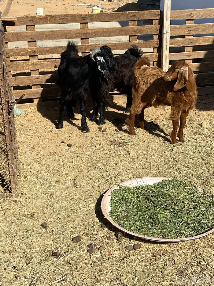 تيوس البيع 2