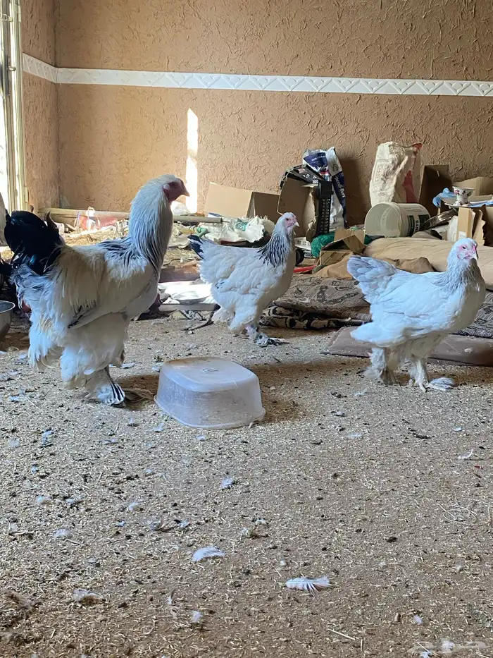 الخرج دجاج البراهما 5