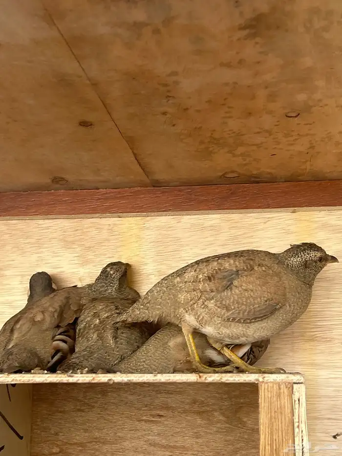 الحجل للبيع 3