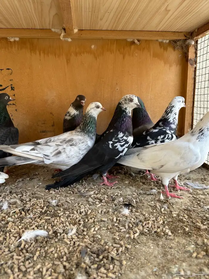 حمام هندي وقطائف 17