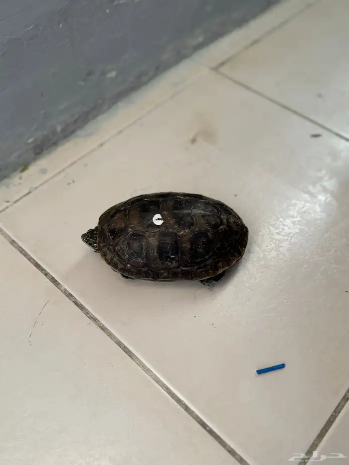 سلحفاة للبيع 3