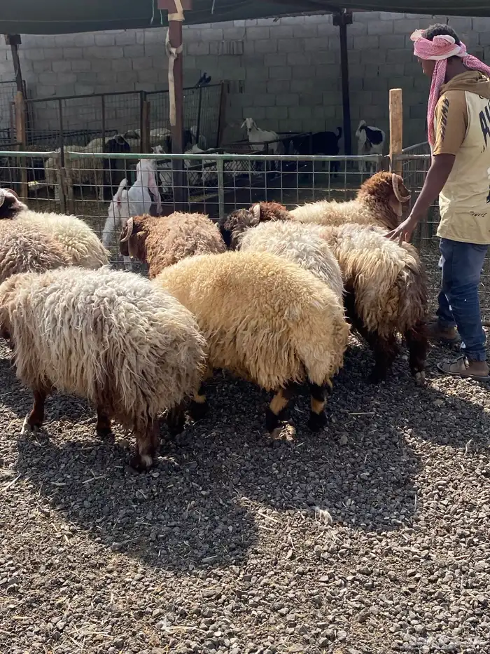 طليان نعيمي جبر ناهي 19