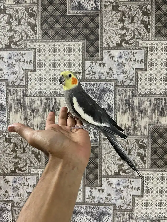 زوج كروان منتج شرط الذكر اليف 3