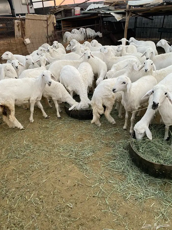 رخال للبيع بيشة 4