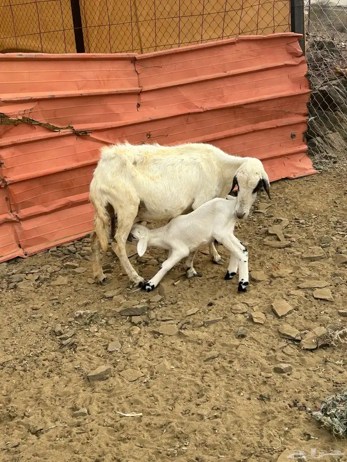 للبيع ضان مقني 0