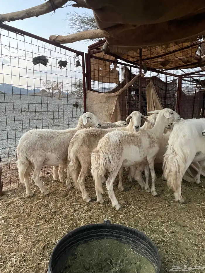 ضان ولد حبص 4