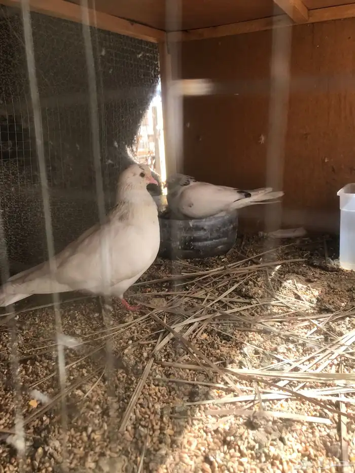 قلاب كوره الوان حلوه 27